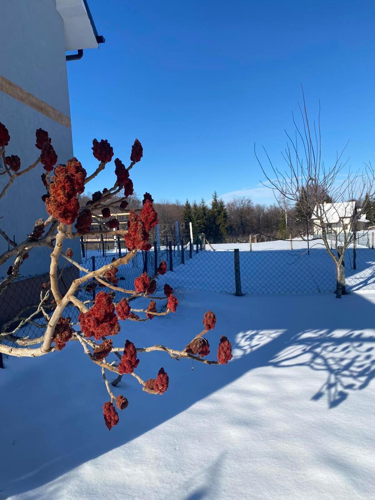 Villa Vikendica Matić Goc Esterno foto